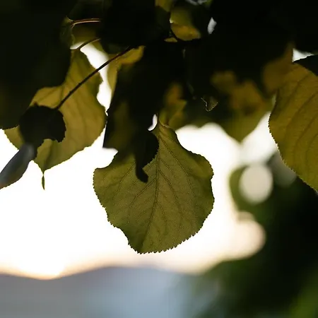 אורחן Sedirli Ev